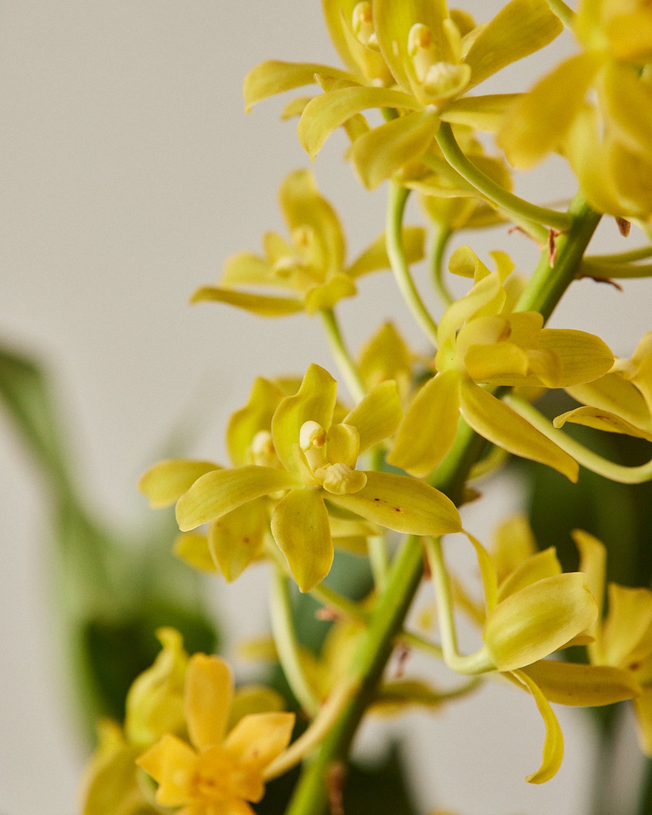 Grammatophyllum Orchid