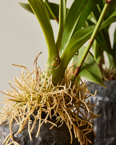 Grammatophyllum Orchid