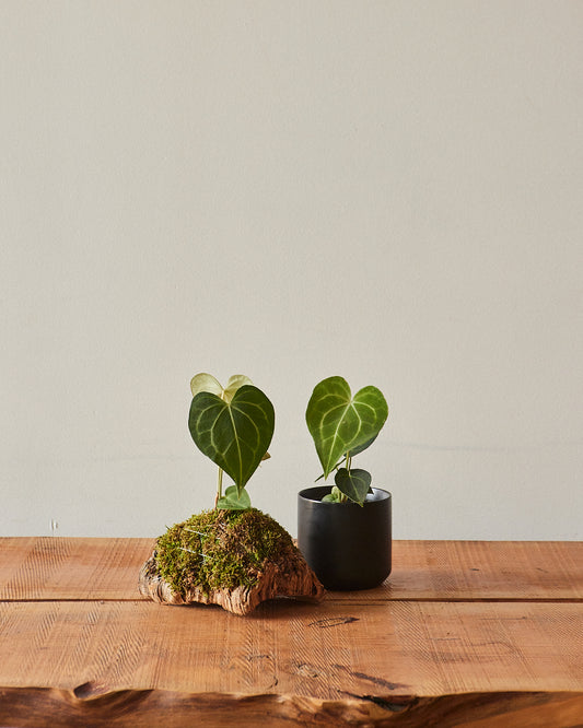 anthurium clarinervium watering Anthurium Clarinervium – Glasswing