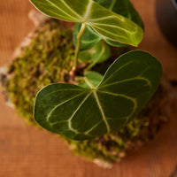 anthurium greenhouse Anthurium Clarinervium – Glasswing