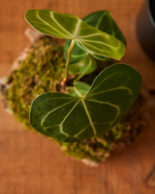 Anthurium pterodactyl