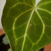 Anthurium Clarinervium