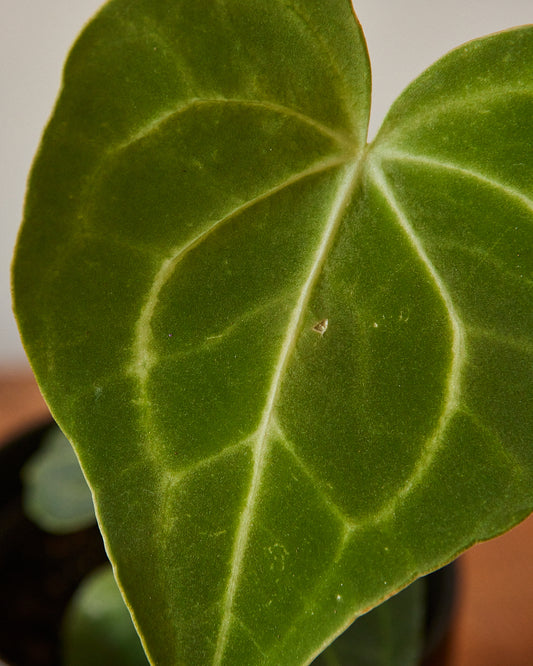 Anthurium Clarinervium