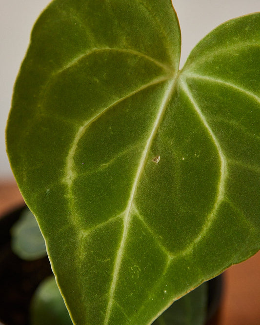 Anthurium pterodactyl