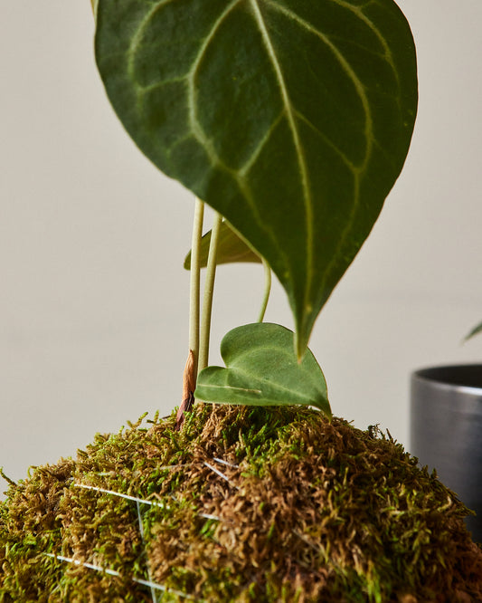 buy anthurium clarinervium Anthurium Clarinervium