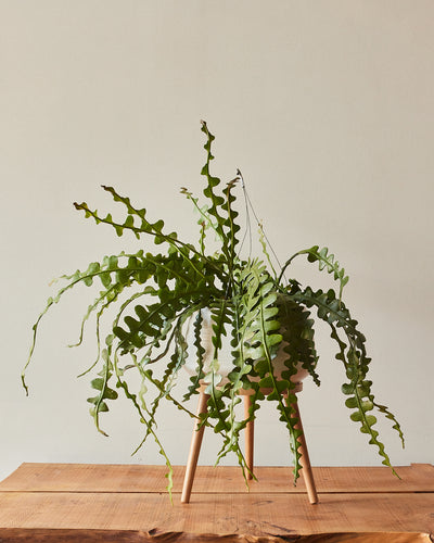Selenicereus anthonyanus, "Zig Zag Cactus"