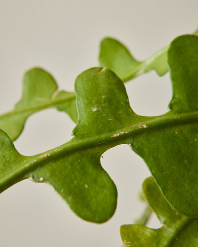 Selenicereus anthonyanus, "Zig Zag Cactus"