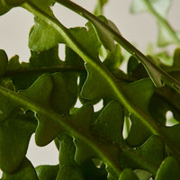 Selenicereus anthonyanus, "Zig Zag Cactus"