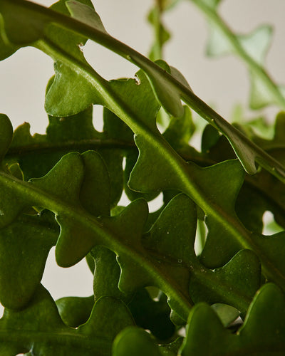 Selenicereus anthonyanus, "Zig Zag Cactus"
