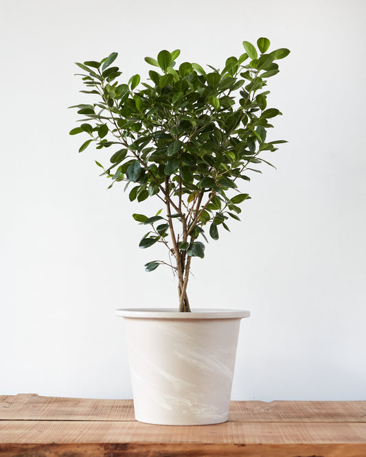 ficus microcarpa indoor plant Ficus microcarpa, "Ficus Moclame" – Glasswing