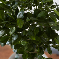 Ficus microcarpa, "Ficus Moclame"