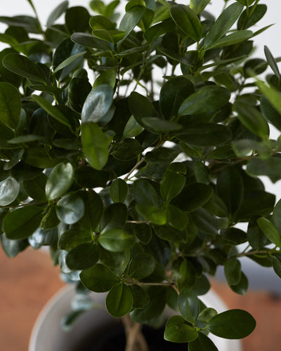 Ficus microcarpa, "Ficus Moclame"