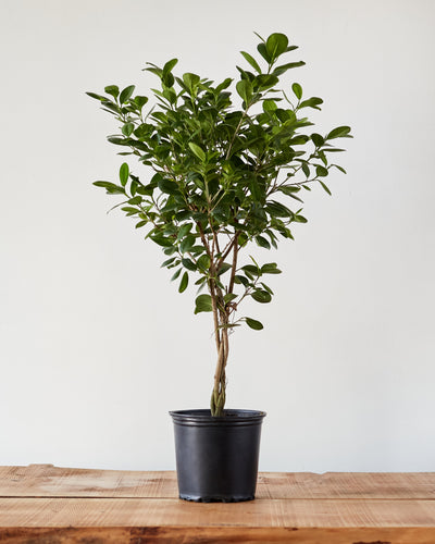 Ficus microcarpa, "Ficus Moclame"