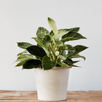 Philodendron birkin, "White Wave"