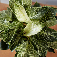 Philodendron birkin, "White Wave"