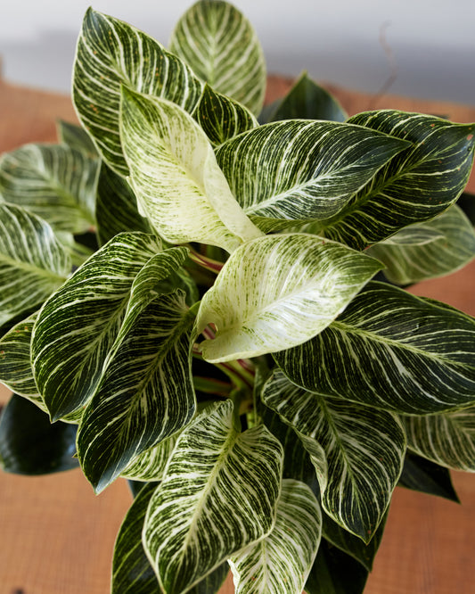 hydroponic philodendron white wave Philodendron birkin, "White Wave"