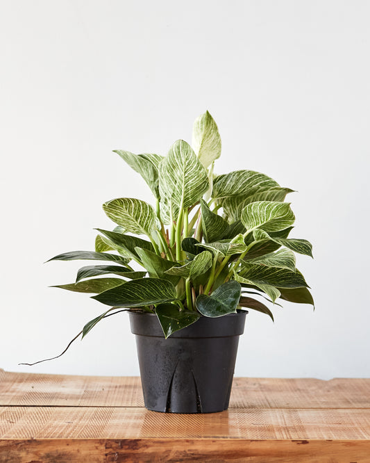 philodendron birkin plant Philodendron birkin, "White Wave" – Glasswing