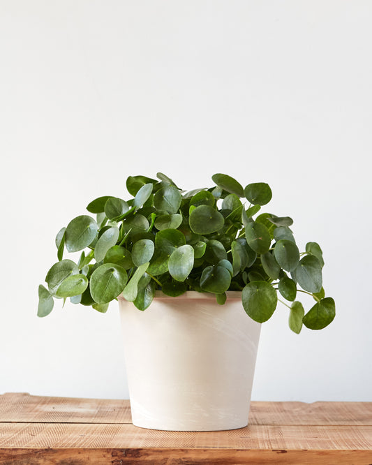 house plants pilea peperomioides Pilea peperomioides, "Friendship Plant" – Glasswing