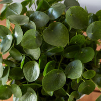 Pilea peperomioides, "Chinese Money Plant"