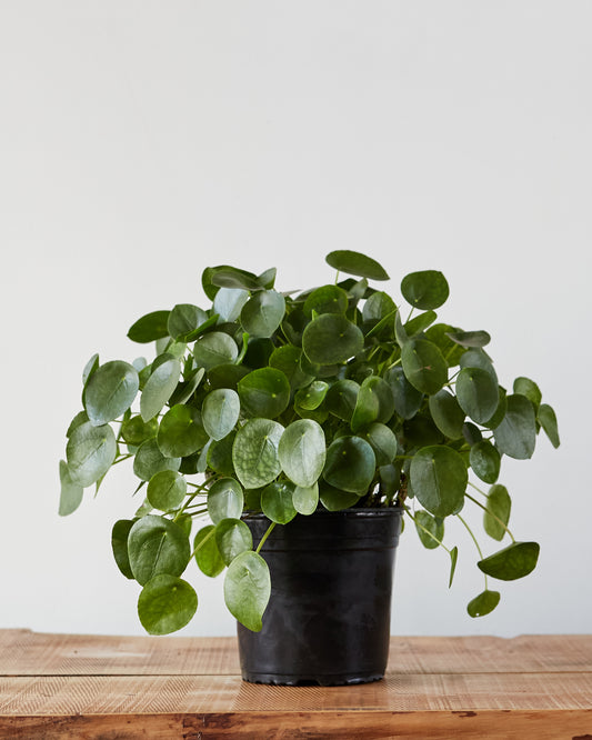 Pilea peperomioides, "Chinese Money Plant"