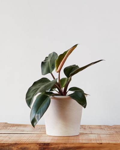 Philodendron tatei, "Congo Rojo"