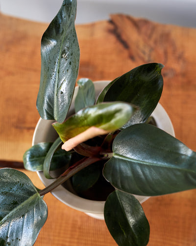 Philodendron tatei, "Congo Rojo"