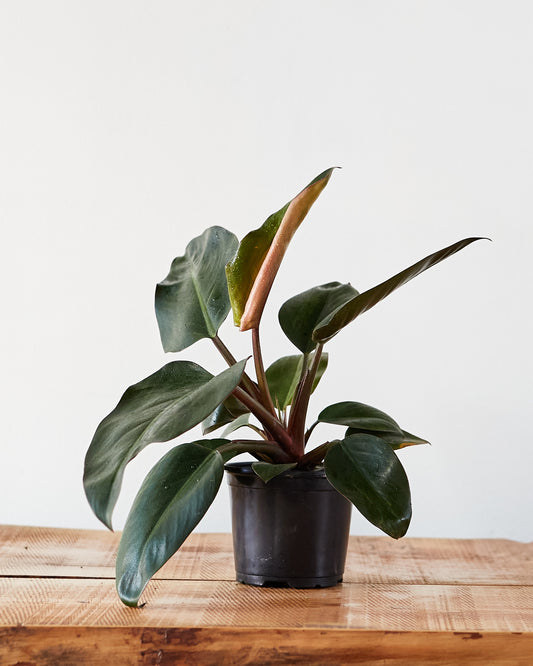 Philodendron tatei, "Congo Rojo"