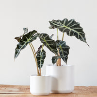 Alocasia amazonica 'Polly'