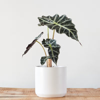 Alocasia amazonica 'Polly'