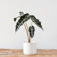 Alocasia amazonica 'Polly'