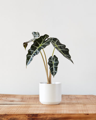 Alocasia amazonica 'Polly'