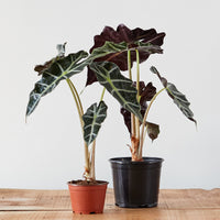 poly elephant ear plant Alocasia amazonica 'Polly' – Glasswing