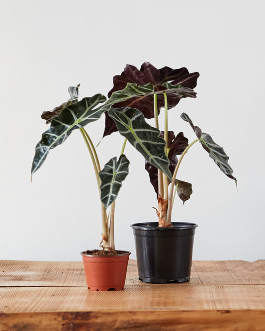 alocasia amazonica polly elephant ear plant Alocasia amazonica 'Polly' – Glasswing