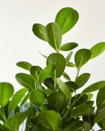 Ficus microcarpa, "Ficus Moclame"