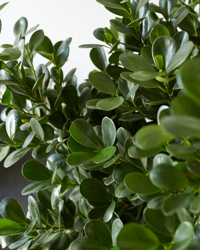 Ficus microcarpa, "Ficus Moclame"