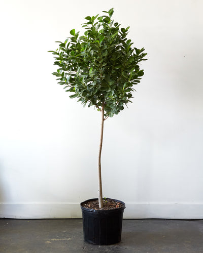 Ficus microcarpa, "Ficus Moclame"