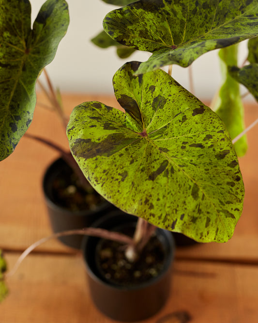 Colocasia esculenta 'Mojito'