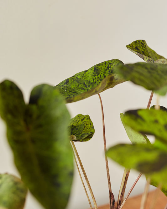 Colocasia esculenta 'Mojito'