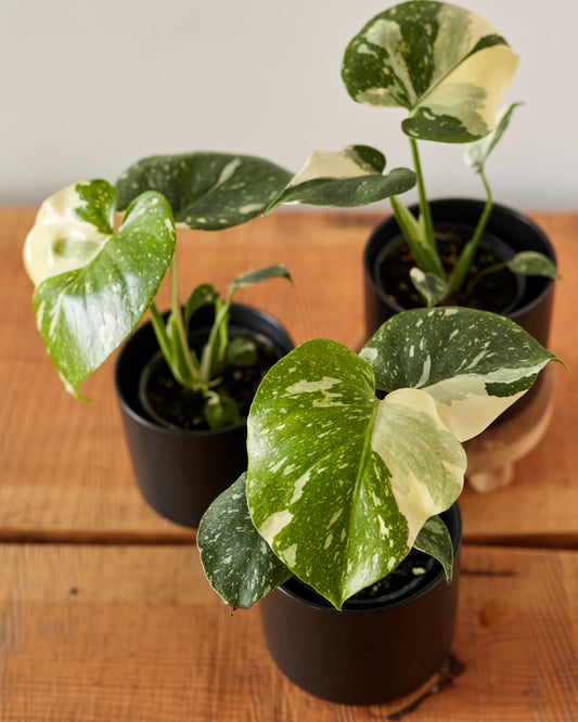 Monstera deliciosa 'Thai Constellation'