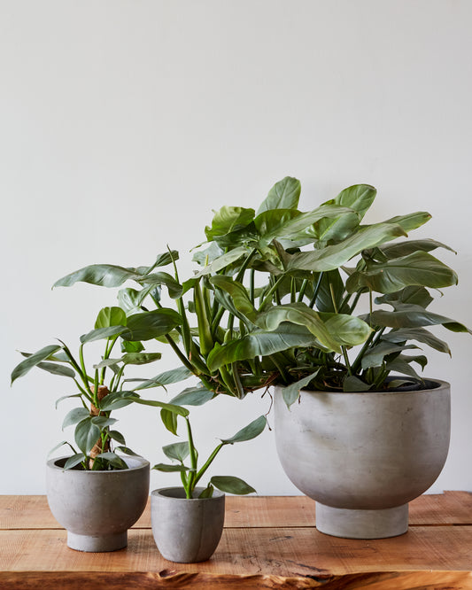 philodendron gray Philodendron hastatum, 'Silver Sword'