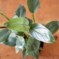 Philodendron hastatum, 'Silver Sword'