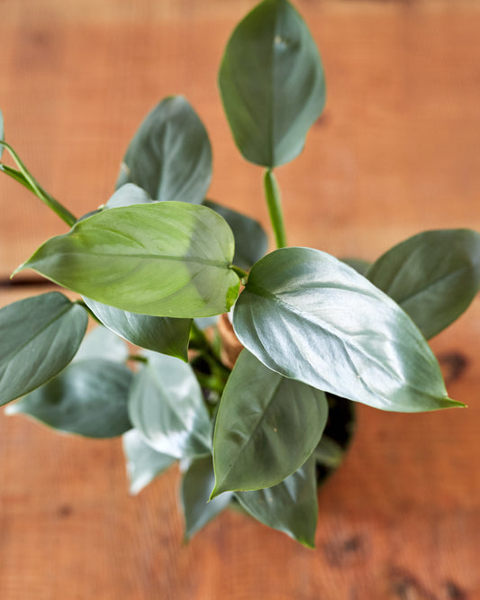 Philodendron hastatum, 'Silver Sword'