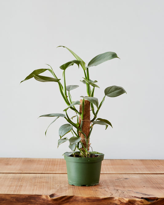 philodendron hastatum stekken Philodendron hastatum, 'Silver Sword'