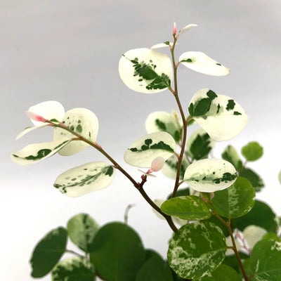 Breynia Disticha ‘Snowbush’