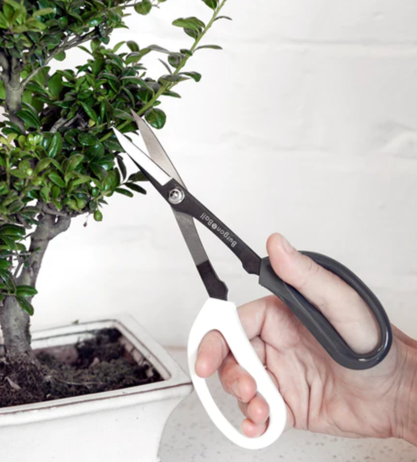 Japanese Pruning Scissors Glasswing