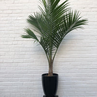 Ravenea rivularis "Majesty Palm"