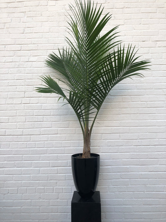 ravenea palm plant Ravenea rivularis "Majesty Palm" – Glasswing