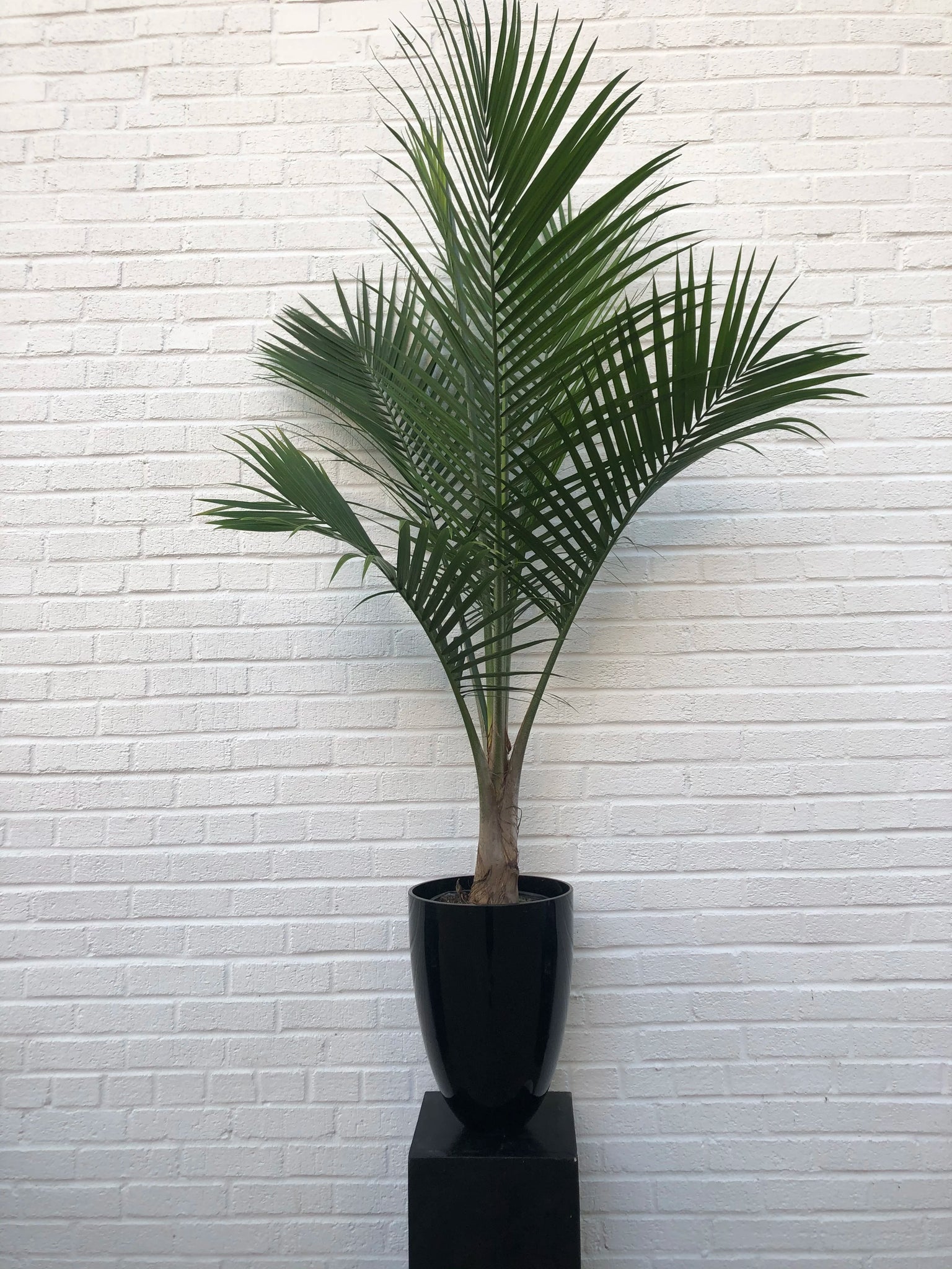 Ravenea rivularis "Majesty Palm"