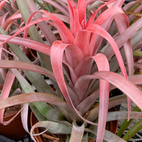 Tillandsia Capitata ‘Rubra’