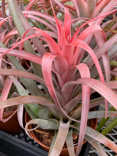 Tillandsia Capitata ‘Rubra’